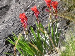 Gladiolus flanaganii leaves